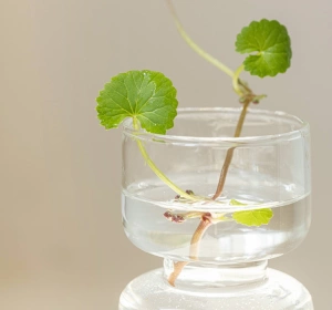 Beauty of Joseon Centella Asiatica Tuchmaske 25 ml