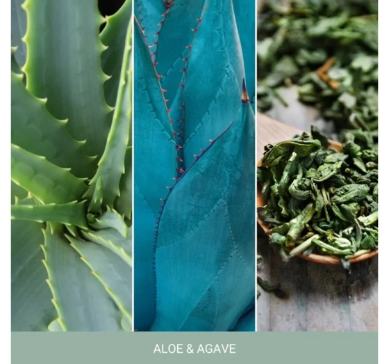 Yankee Candle Signature Große Duftkerze Aloe & Agave 567 g