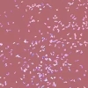 SEMILAC SHIMMER DUST HYBRIDLACK UV 321 SHIMMER DUST CARAMEL 7ML
