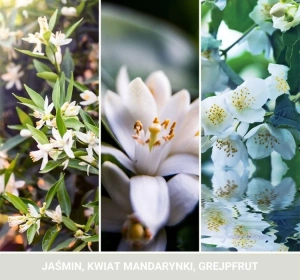 Yankee Candle Signature Mini Duftkerze Midnight Jasmine 37 g